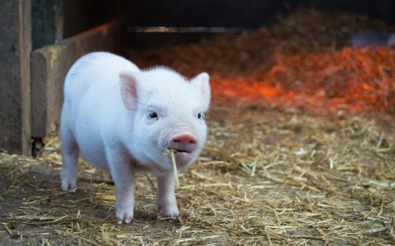 Junges Ferkel auf Stroh in einem Stall