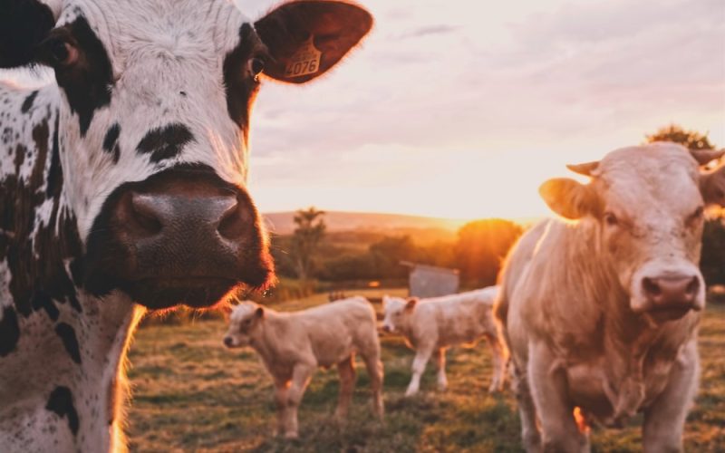 Kühe und Kälber auf einer Weide im Abendlicht
